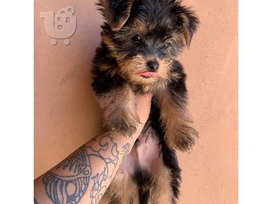 Μικρά κουτάβια Yorkie για 200 €